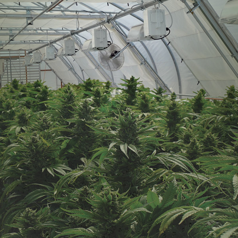 Invernadero de tienda de cultivo para sala de cultivo