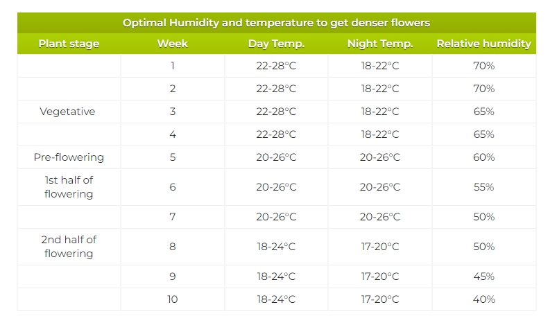 Optimal Humidity and temperature to get denser flowers