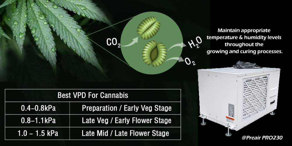 Use Dehumidifier to Keep the Best VPD for Cannabis