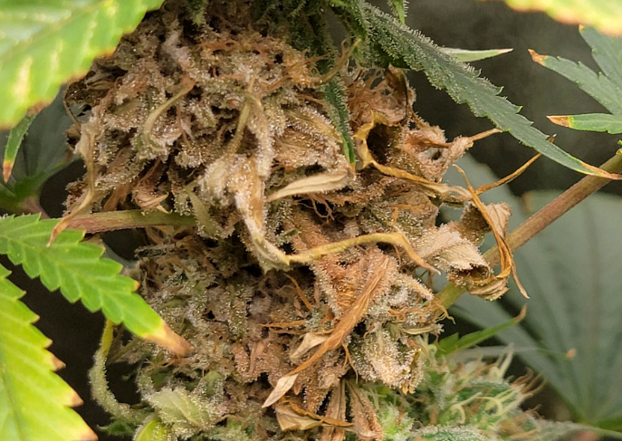 Cannabis Bud Rot