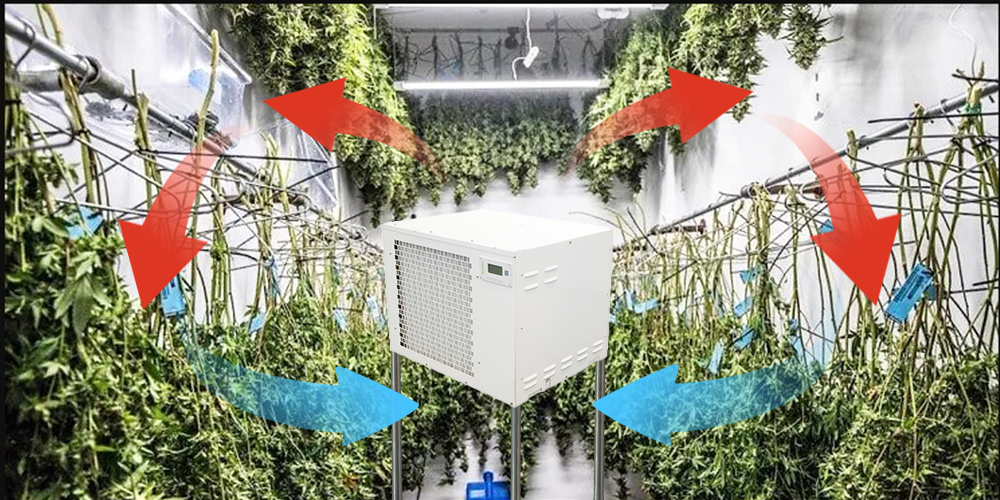 Use PRO300 Greenhouse Dehumidifier To Dry And Cure Your Cannabis Buds
