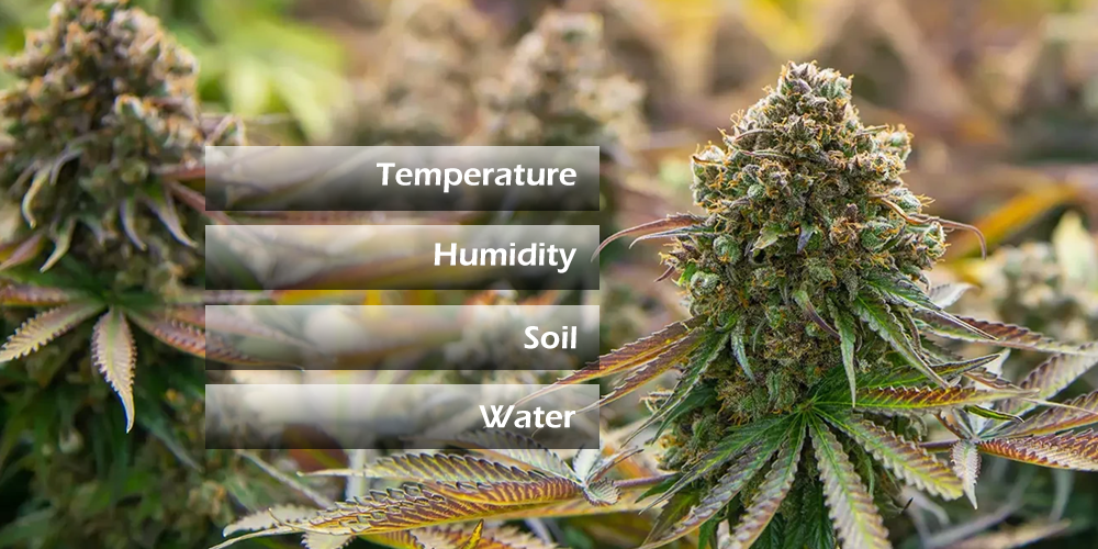 Environmental Inflections for Cannabis Growth