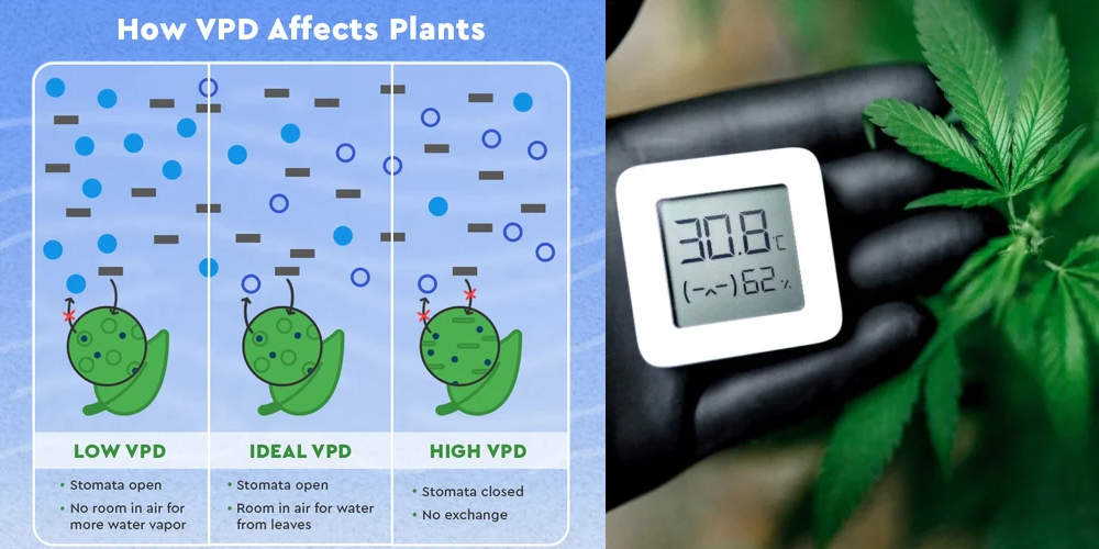 How Vpd Affects Plants