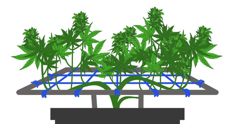 Lst Allows You to Shape Your Cannabis Plant with as Minimal Stress as Possible