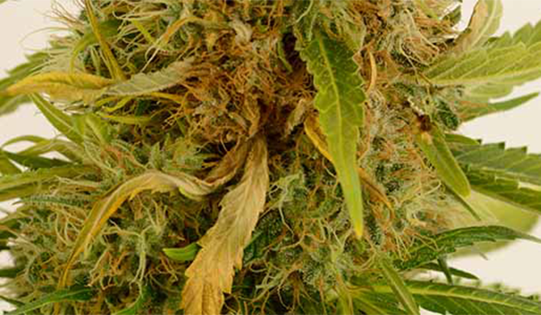 Marijuana Plant Signs of Beginning Bud Rot