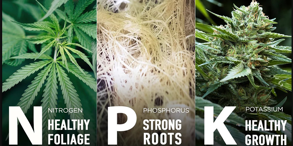 Npk Are the Main Nutrients Your Weed Needs to Grow