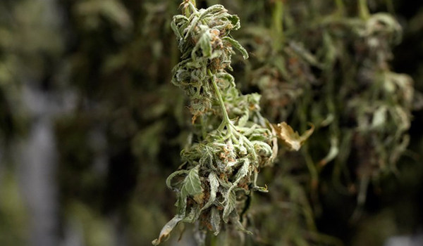 Overall Deterioration of Cannabis Leaves