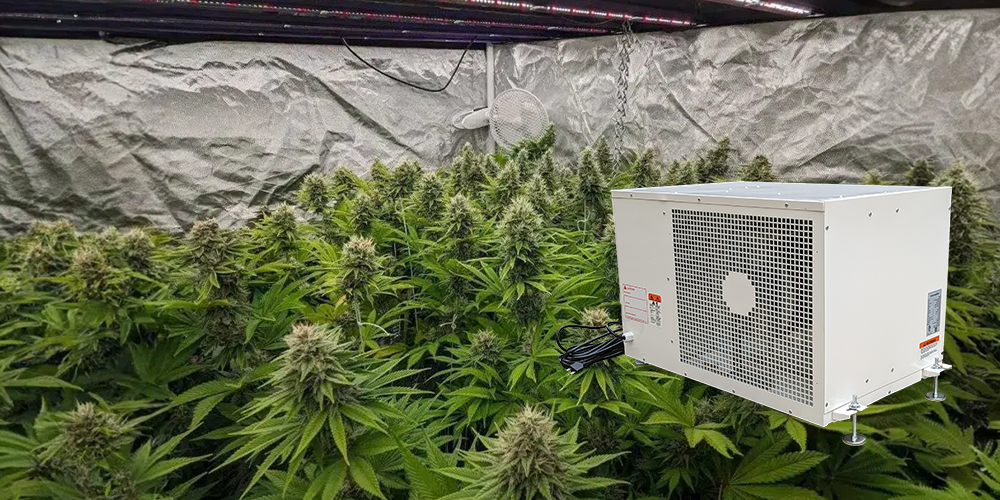 Pro330 Cannabis Dehumidifier for Sale
