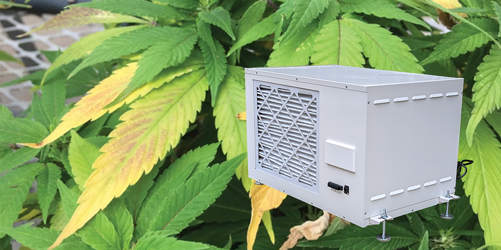 Pro230 Industrial Size Dehumidifier for Cannabis Leaf