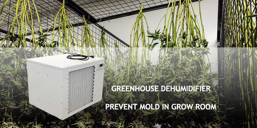 Pro300 Dehumidifier for Grow Room to Prevent Mold