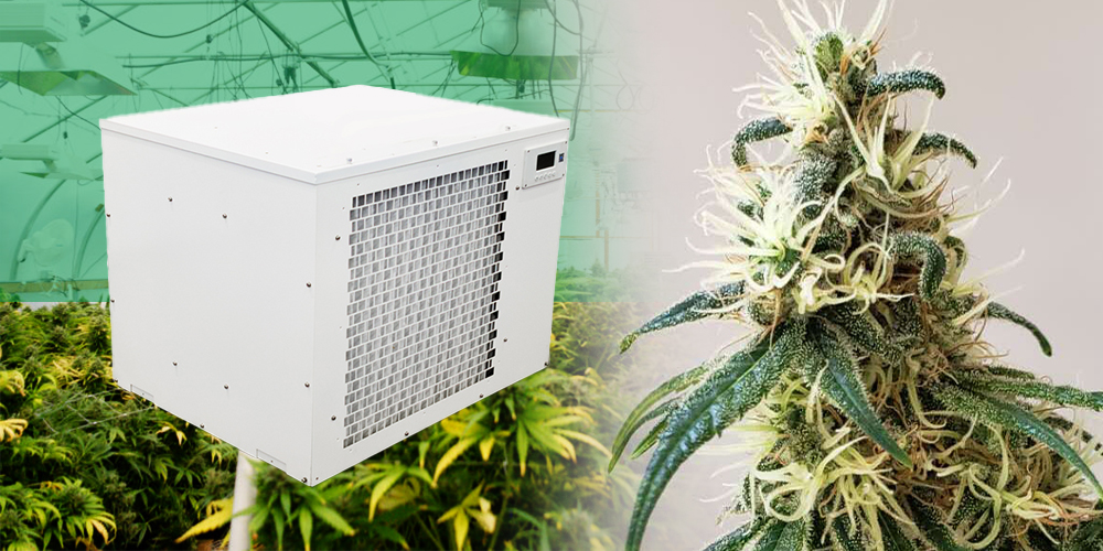 Pro300 Grow Dehumidifier for Flowering of Cannabis