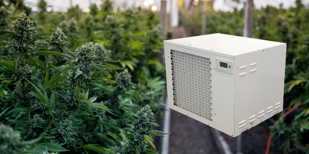 Pro300 Grow Room Dehumidifier for Cannabis