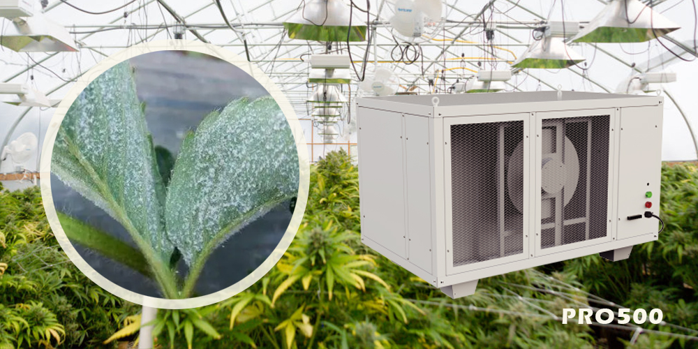 Pro500 Greenhouse Dehumidifier for Powdery Mildew