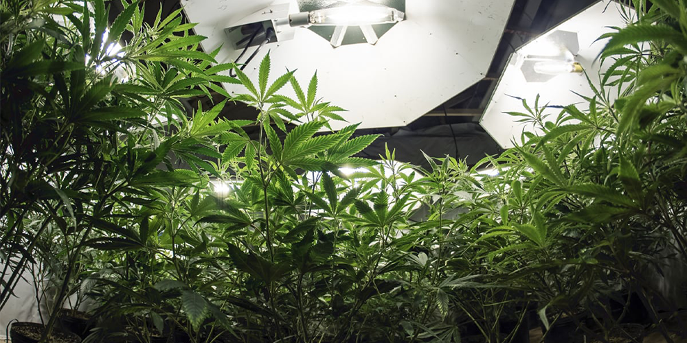 Proper Light Intensity Is Vital for Marijuana Plants to Thrive and Produce the Biggest Buds