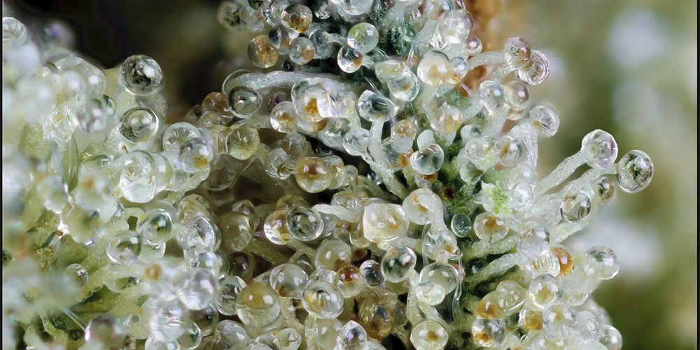 Trichomes Are Cloudy or Amber