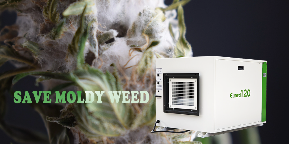 Use Guard120 Dehumidifier to Prevent Mold