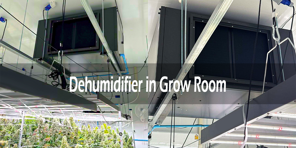 Zeta480 Dehumidifier in Cannabis Grow Room