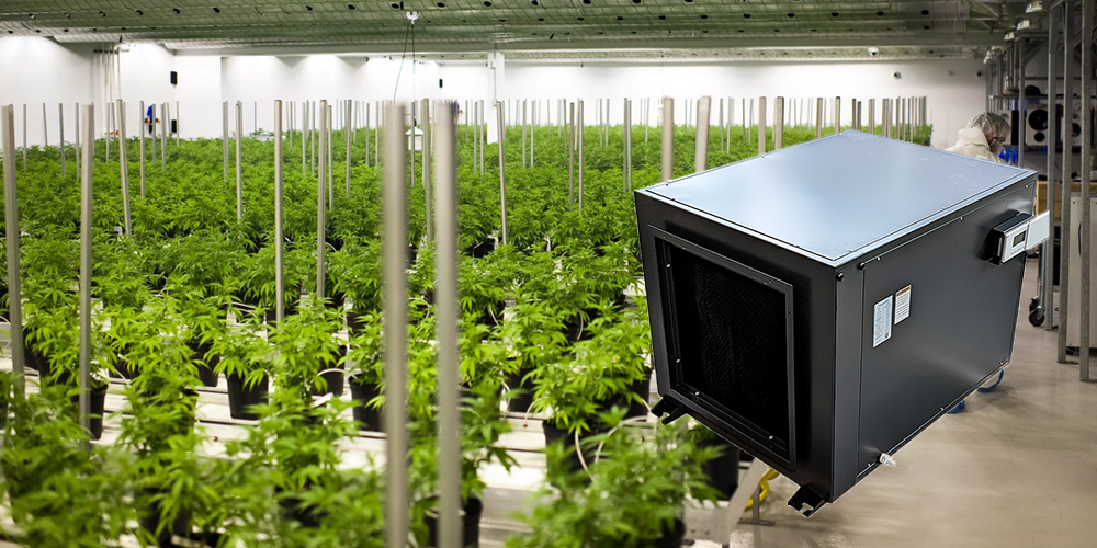 Zeta240 Cannabis Dehumidifier for Grow Room